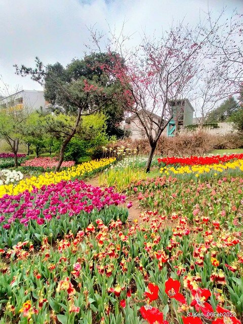 花卉試驗中心鬱金香展(2022 Tulid blossoms exhibition), Taipei, Taiwan, SJKen,Feb 6,  2022.