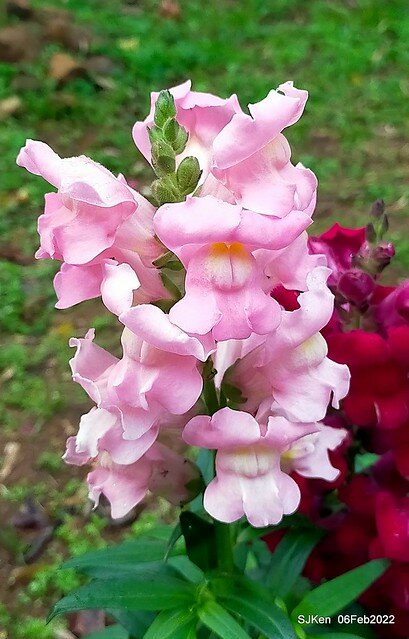 「陽明山花卉試驗中心風信子與香花篇」(Hyacinthus orientalis & other blossoms), Taipei, Taiwan, SJKen, Feb 6, 2022.