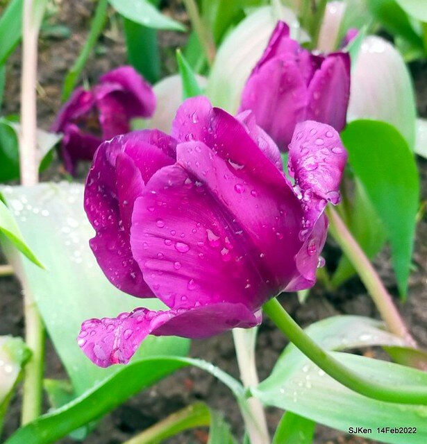 「新店碧潭風景區鬱金香花海」(Tulid blossoms at Pi lake), Hsinpei city, North Taiwan, SJKen, Feb 14, 2022.