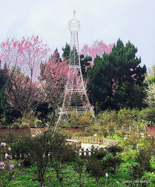 花卉試驗中心櫻花篇(2022 Cherry blossoms ), Taipei, Taiwan, SJKen,Feb 6, 2022.