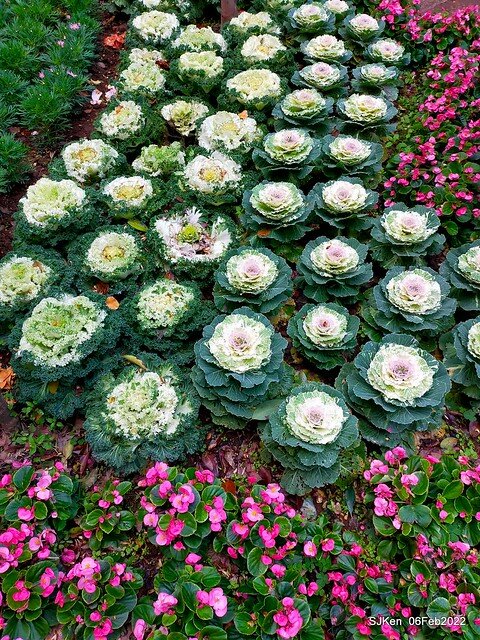 「陽明山花卉試驗中心風信子與香花篇」(Hyacinthus orientalis & other blossoms), Taipei, Taiwan, SJKen, Feb 6, 2022.