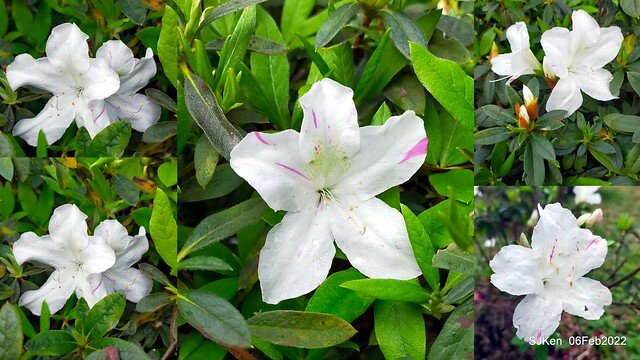 「陽明山花卉試驗中心茶花與杜鵑花」(Rhododendron &Camila), Taipei, Taiwan, SJKen, Feb 6, 2022.