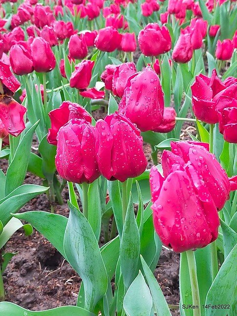 「新店碧潭風景區鬱金香花海」(Tulid blossoms at Pi lake), Hsinpei city, North Taiwan, SJKen, Feb 14, 2022.