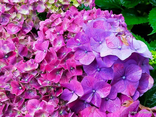 「大安森林公園2022台北杜鵑花季」(Hydrangea & Rhododendron flower exhibition at Da-An forest park), Taipei, Taiwan, SJKen, Feb 20, 2022.