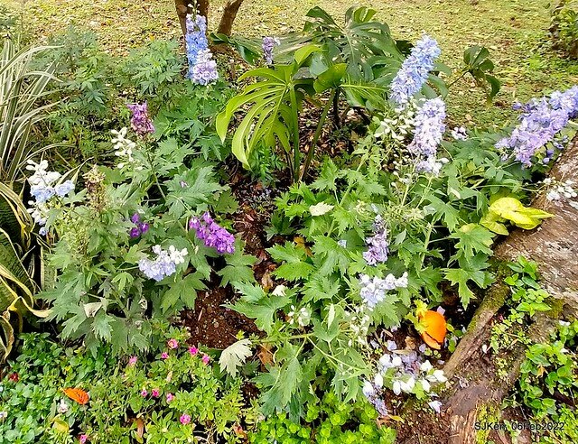 「陽明山花卉試驗中心風信子與香花篇」(Hyacinthus orientalis & other blossoms), Taipei, Taiwan, SJKen, Feb 6, 2022.