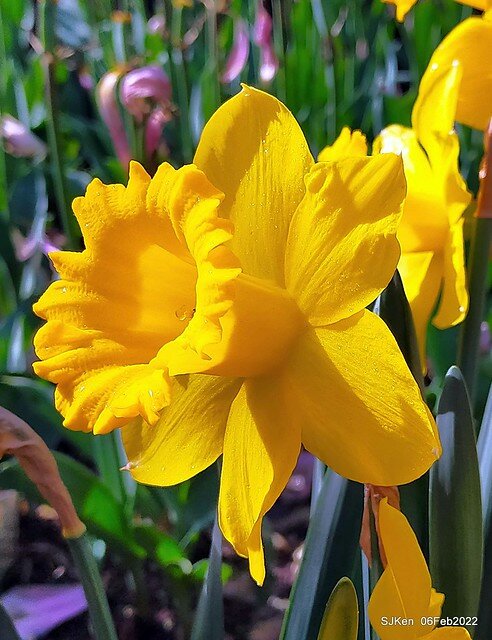 花卉試驗中心鬱金香展(2022 Tulid blossoms exhibition), Taipei, Taiwan, SJKen,Feb 6,  2022.