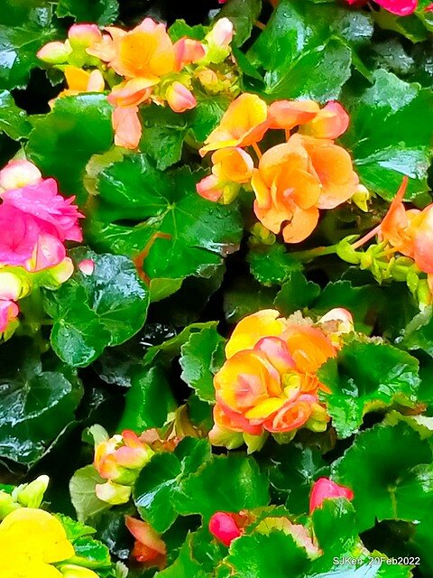 「大安森林公園2022台北杜鵑花季」(Hydrangea & Rhododendron flower exhibition at Da-An forest park), Taipei, Taiwan, SJKen, Feb 20, 2022.