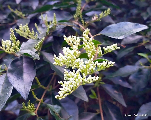 「陽明山花卉試驗中心風信子與香花篇」(Hyacinthus orientalis & other blossoms), Taipei, Taiwan, SJKen, Feb 6, 2022.