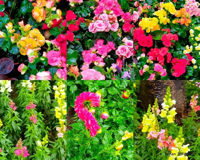 「大安森林公園2022台北杜鵑花季」(Hydrangea & Rhododendron flower exhibition at Da-An forest park), Taipei, Taiwan, SJKen, Feb 20, 2022.