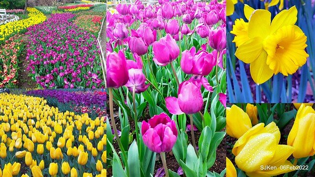 花卉試驗中心鬱金香展(2022 Tulid blossoms exhibition), Taipei, Taiwan, SJKen,Feb 6,  2022.