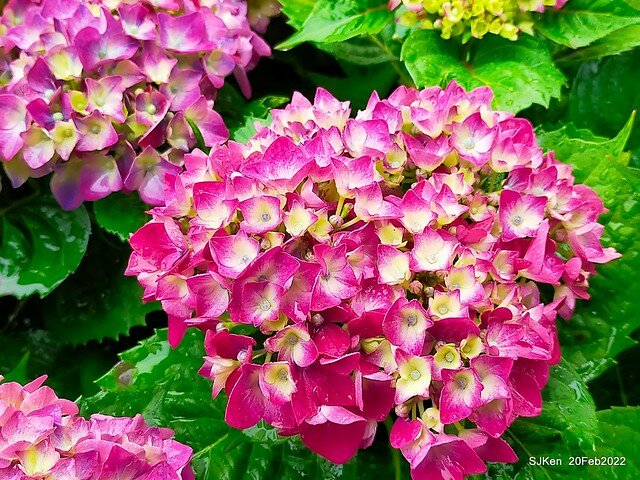 「大安森林公園2022台北杜鵑花季」(Hydrangea & Rhododendron flower exhibition at Da-An forest park), Taipei, Taiwan, SJKen, Feb 20, 2022.