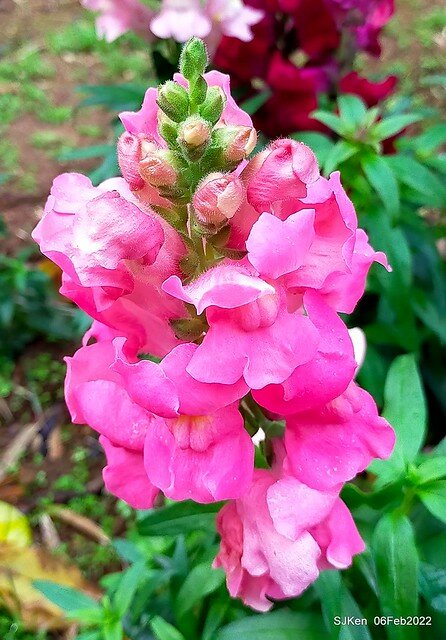 「陽明山花卉試驗中心風信子與香花篇」(Hyacinthus orientalis & other blossoms), Taipei, Taiwan, SJKen, Feb 6, 2022.
