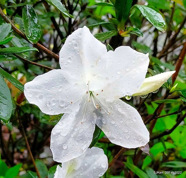 「大安森林公園2022台北杜鵑花季」(Hydrangea & Rhododendron flower exhibition at Da-An forest park), Taipei, Taiwan, SJKen, Feb 20, 2022.