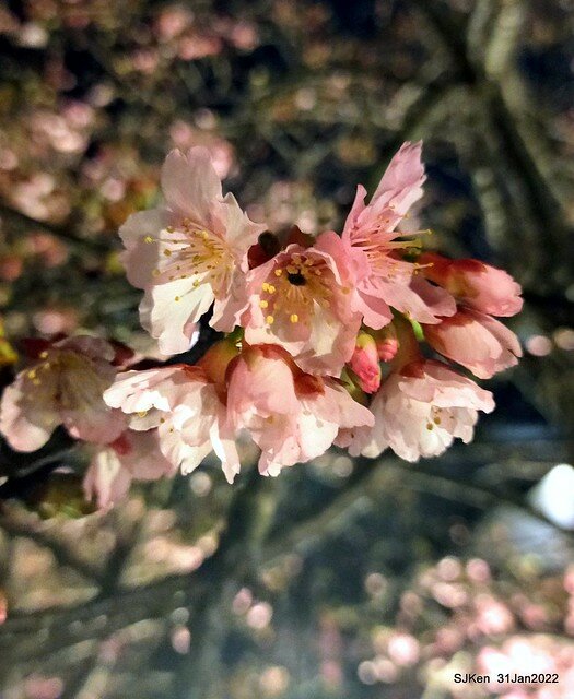 「2022台北東湖樂活夜櫻季」(2022 Taipei Lohas Cherry Blossoms Festival), Taipei, Taiwan, SJKen, Jan 31, 2022.
