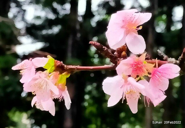 「中正紀念堂」寒流雨中賞櫻與杜鵑花(Cherry Blossom & Rhododendron at C.K.S. Memorial Hall), Taipei, Taiwan, SJKen, Feb 20, 2022.
