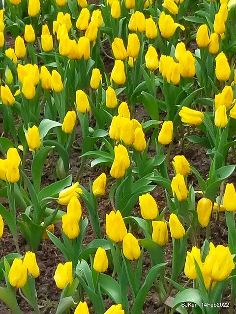 「新店碧潭風景區鬱金香花海」(Tulid blossoms at Pi lake), Hsinpei city, North Taiwan, SJKen, Feb 14, 2022.