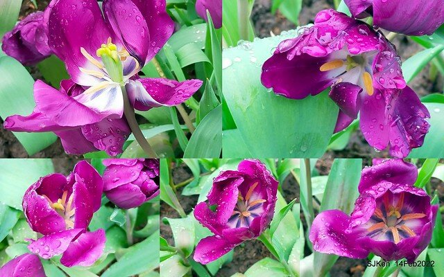 「新店碧潭風景區鬱金香花海」(Tulid blossoms at Pi lake), Hsinpei city, North Taiwan, SJKen, Feb 14, 2022.