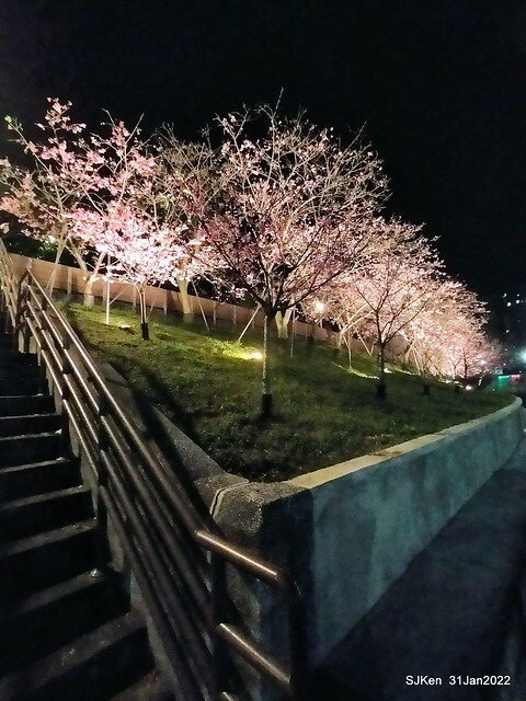 「2022台北東湖樂活夜櫻季」(2022 Taipei Lohas Cherry Blossoms Festival), Taipei, Taiwan, SJKen, Jan 31, 2022.