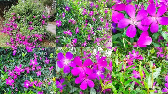 「陽明山花卉試驗中心風信子與香花篇」(Hyacinthus orientalis & other blossoms), Taipei, Taiwan, SJKen, Feb 6, 2022.