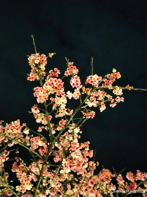 「2022台北東湖樂活夜櫻季」(2022 Taipei Lohas Cherry Blossoms Festival), Taipei, Taiwan, SJKen, Jan 31, 2022.