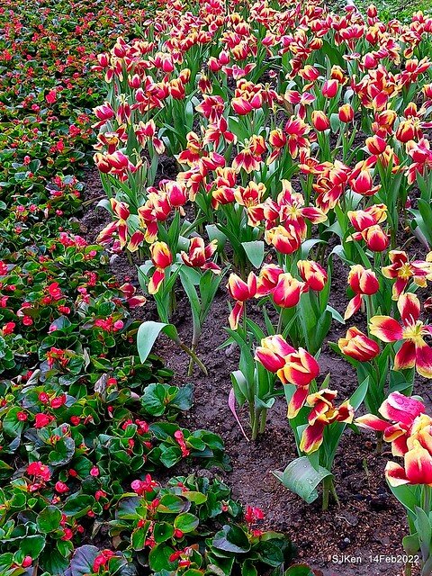 「新店碧潭風景區鬱金香花海」(Tulid blossoms at Pi lake), Hsinpei city, North Taiwan, SJKen, Feb 14, 2022.