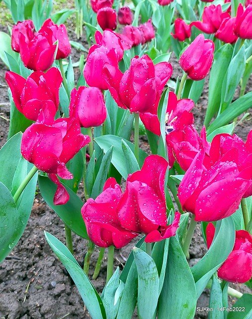 「新店碧潭風景區鬱金香花海」(Tulid blossoms at Pi lake), Hsinpei city, North Taiwan, SJKen, Feb 14, 2022.