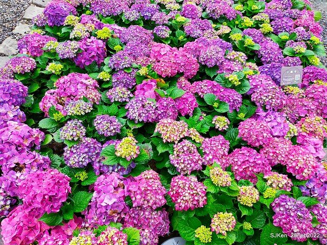 「大安森林公園2022台北杜鵑花季」(Hydrangea & Rhododendron flower exhibition at Da-An forest park), Taipei, Taiwan, SJKen, Feb 20, 2022.