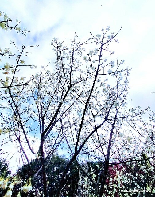 花卉試驗中心櫻花篇(2022 Cherry blossoms ), Taipei, Taiwan, SJKen,Feb 6, 2022.