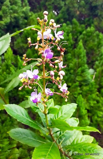 「陽明山花卉試驗中心風信子與香花篇」(Hyacinthus orientalis & other blossoms), Taipei, Taiwan, SJKen, Feb 6, 2022.
