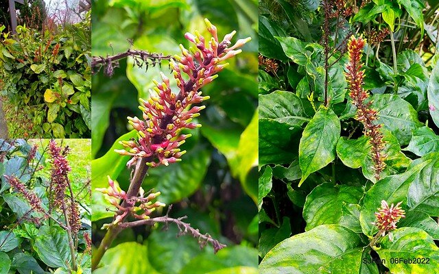 「陽明山花卉試驗中心風信子與香花篇」(Hyacinthus orientalis & other blossoms), Taipei, Taiwan, SJKen, Feb 6, 2022.