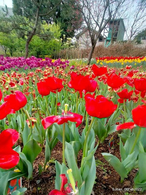 花卉試驗中心鬱金香展(2022 Tulid blossoms exhibition), Taipei, Taiwan, SJKen,Feb 6,  2022.