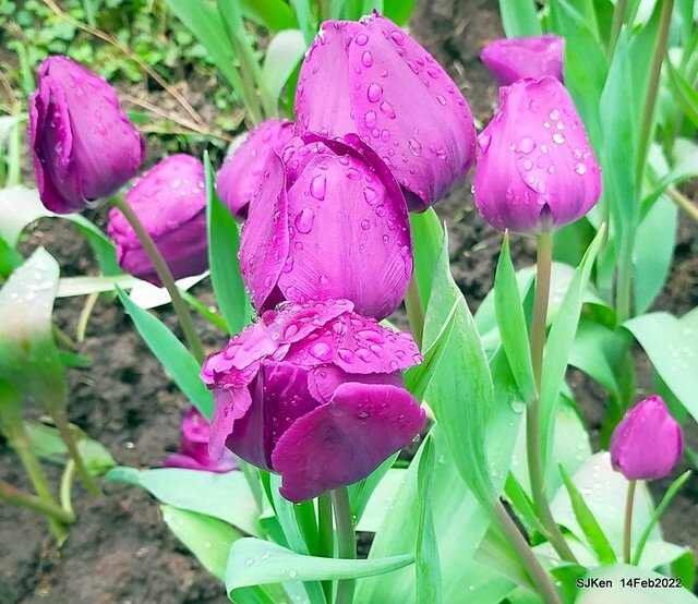 「新店碧潭風景區鬱金香花海」(Tulid blossoms at Pi lake), Hsinpei city, North Taiwan, SJKen, Feb 14, 2022.