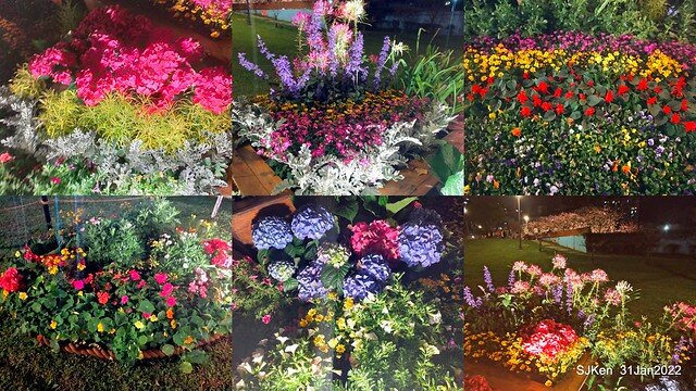 「2022台北東湖樂活夜櫻季」(2022 Taipei Lohas Cherry Blossoms Festival), Taipei, Taiwan, SJKen, Jan 31, 2022.