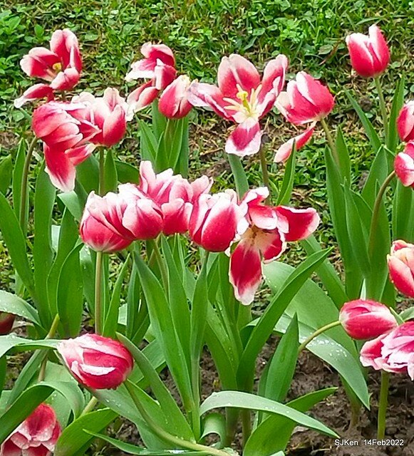 「新店碧潭風景區鬱金香花海」(Tulid blossoms at Pi lake), Hsinpei city, North Taiwan, SJKen, Feb 14, 2022.
