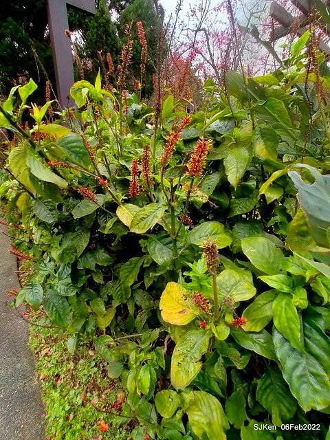 「陽明山花卉試驗中心風信子與香花篇」(Hyacinthus orientalis & other blossoms), Taipei, Taiwan, SJKen, Feb 6, 2022.