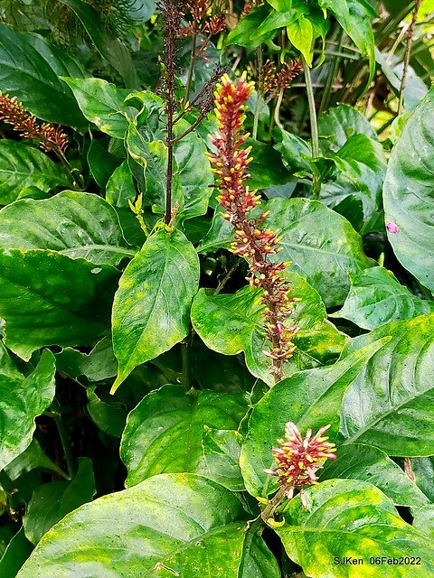 「陽明山花卉試驗中心風信子與香花篇」(Hyacinthus orientalis & other blossoms), Taipei, Taiwan, SJKen, Feb 6, 2022.