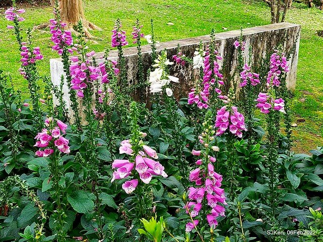 「陽明山花卉試驗中心風信子與香花篇」(Hyacinthus orientalis & other blossoms), Taipei, Taiwan, SJKen, Feb 6, 2022.