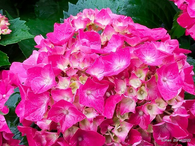 「大安森林公園2022台北杜鵑花季」(Hydrangea & Rhododendron flower exhibition at Da-An forest park), Taipei, Taiwan, SJKen, Feb 20, 2022.