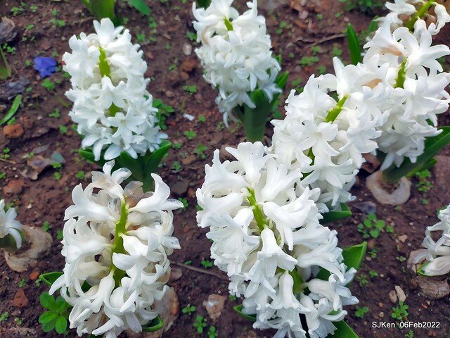 花卉試驗中心鬱金香展(2022 Tulid blossoms exhibition), Taipei, Taiwan, SJKen,Feb 6,  2022.