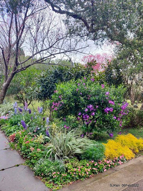 「陽明山花卉試驗中心風信子與香花篇」(Hyacinthus orientalis & other blossoms), Taipei, Taiwan, SJKen, Feb 6, 2022.