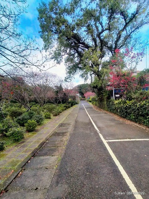 花卉試驗中心櫻花篇(2022 Cherry blossoms ), Taipei, Taiwan, SJKen,Feb 6, 2022.