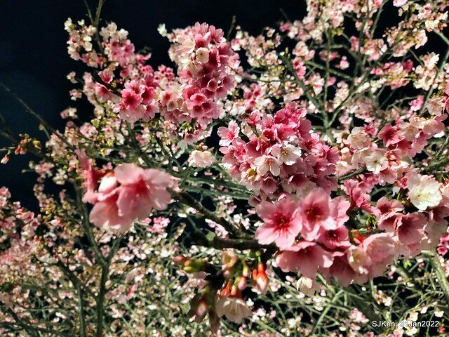 「2022台北東湖樂活夜櫻季」(2022 Taipei Lohas Cherry Blossoms Festival), Taipei, Taiwan, SJKen, Jan 31, 2022.