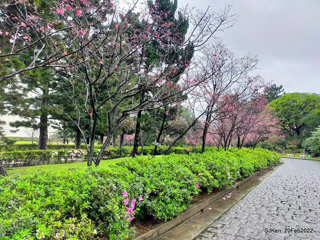 「中正紀念堂」寒流雨中賞櫻與杜鵑花(Cherry Blossom & Rhododendron at C.K.S. Memorial Hall), Taipei, Taiwan, SJKen, Feb 20, 2022.