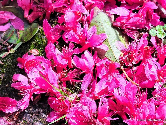 花卉試驗中心櫻花篇(2022 Cherry blossoms ), Taipei, Taiwan, SJKen,Feb 6, 2022.