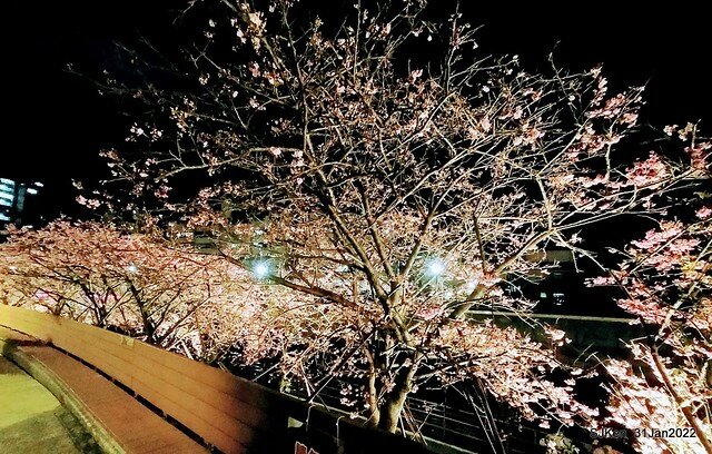 「2022台北東湖樂活夜櫻季」(2022 Taipei Lohas Cherry Blossoms Festival), Taipei, Taiwan, SJKen, Jan 31, 2022.