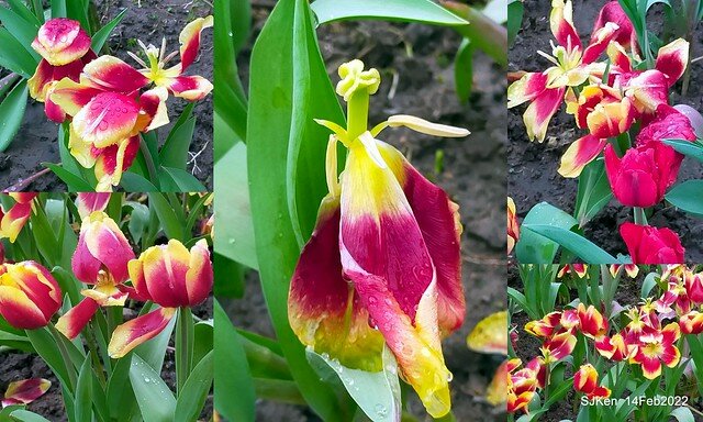 「新店碧潭風景區鬱金香花海」(Tulid blossoms at Pi lake), Hsinpei city, North Taiwan, SJKen, Feb 14, 2022.