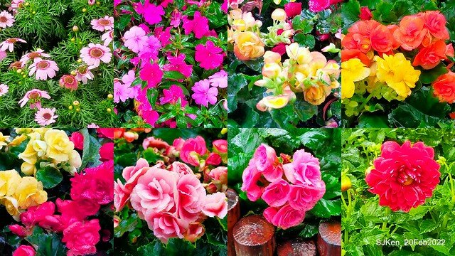 「大安森林公園2022台北杜鵑花季」(Hydrangea & Rhododendron flower exhibition at Da-An forest park), Taipei, Taiwan, SJKen, Feb 20, 2022.