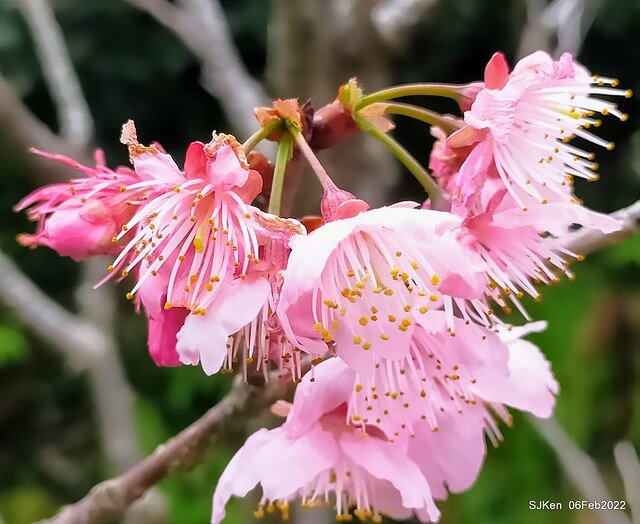 花卉試驗中心櫻花篇(2022 Cherry blossoms ), Taipei, Taiwan, SJKen,Feb 6, 2022.