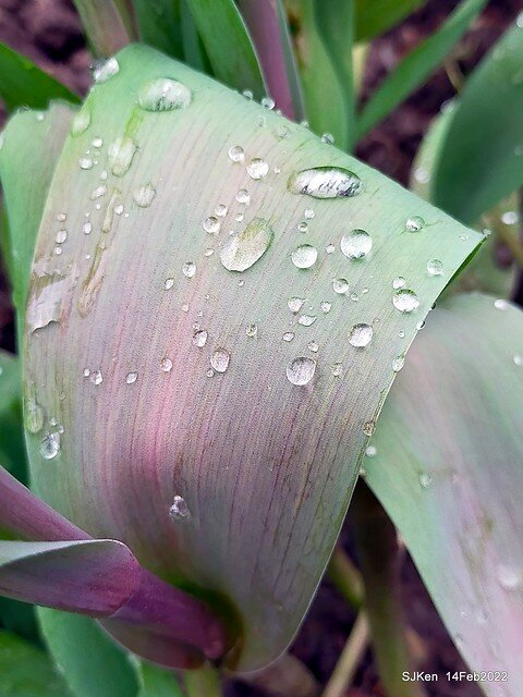 「新店碧潭風景區鬱金香花海」(Tulid blossoms at Pi lake), Hsinpei city, North Taiwan, SJKen, Feb 14, 2022.