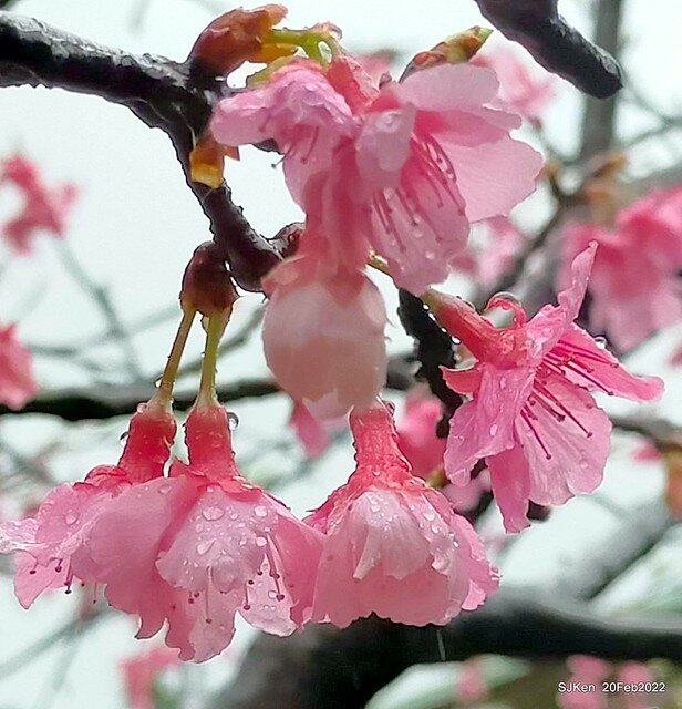 「中正紀念堂」寒流雨中賞櫻與杜鵑花(Cherry Blossom & Rhododendron at C.K.S. Memorial Hall), Taipei, Taiwan, SJKen, Feb 20, 2022.
